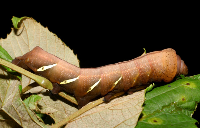 Fig.07. Larva de <i>Eumorpha satellitia</i>, último estadío, 71mm de longitud. Larvas de <i>Eumorpha vitis</i> es posible se parecen mucho a ésta. Voucher: 08-SRNP-72109-DHJ447094.jpg.