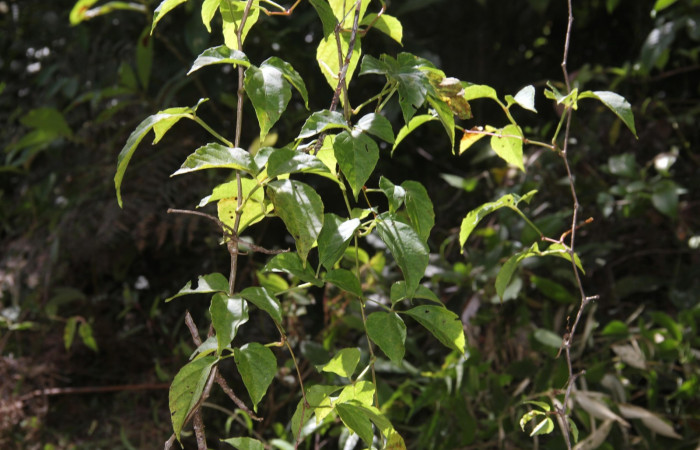 Fig.09. Hábito de <i>Cissus alata</i> (Vitaceae), planta hospedera de <i>Eumorpha satellitia</i> y muy posible de <i>Eumorpha vitis</i>, Estación Pitilla, Oct. 2020.