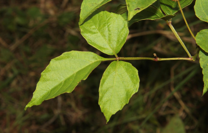 Fig.10. Hoja de <i>Cissus alata</i> (Vitaceae), planta hospedera de <i>Eumorpha satellitia</i> y muy posible de <i>Eumorpha vitis</i>, Estación Pitilla, Oct. 2020.