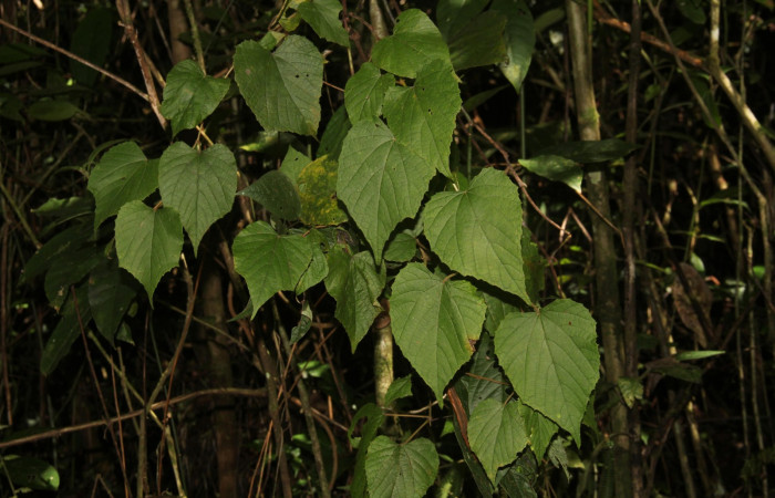 Fig.11. Hábito de <i>Vitis tiliifolia</i> (Vitaceae), planta hospedera de <i>Eumorpha satellitia</i> y muy posible de <i>Eumorpha vitis</i>, Estación Pitilla, Oct. 2020.