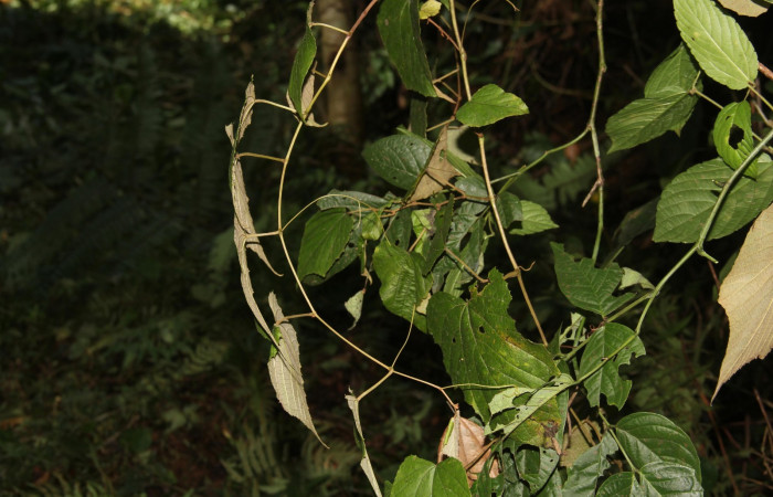 Fig.12. Hábito de <i>Vitis tiliifolia</i> (Vitaceae), planta hospedera de <i>Eumorpha satellitia</i> y muy posible de <i>Eumorpha vitis</i>, Estación Pitilla, Oct. 2020.