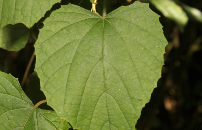 Fig.13. Hoja de <i>Vitis tiliifolia</i> (Vitaceae), planta hospedera de <i>Eumorpha satellitia<i> y muy posible de <i>Eumorpha vitis</i>, Estación Pitilla, Oct. 2020.