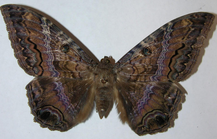 Fig. 1 Vista dorsal hembra <i>Ascalapha odorata</i> (09-SRNP-14135-DHJ506454).