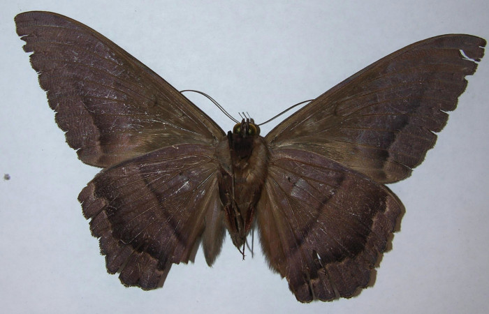 Fig. 4 Vista ventral macho de <i>Ascalapha odorata</i> (09-SRNP-14136-DHJ506453).