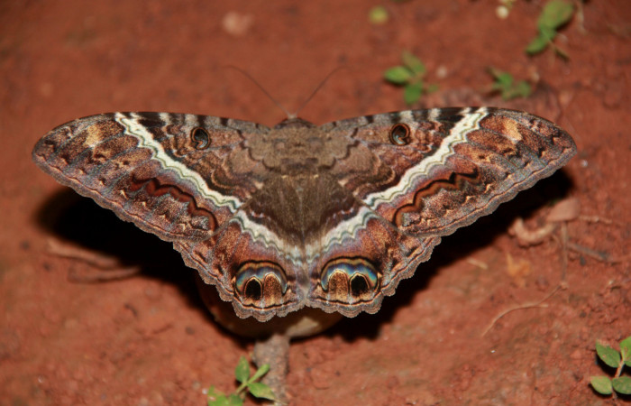 Fig. 5 <i>Ascalapha odorata</i> (Erebidae), alimentándose sobre un fruto de <i>Genipa americana</i> (Rubiaceae). 20 de Julio 2020; Agua Buena Sector El Hacha. Foto: Roster Moraga.
