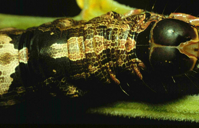 Fig. 9 Presentación de la cabeza de <i>Ascalapha odorata</i> (Erebidae), alimentándose sobre <i>Samanea saman</i> (Fabaceae); Area Administrativa Sector Santa Rosa. 08 de Junio 1992. (92-SRNP-1513-DHJ15170).