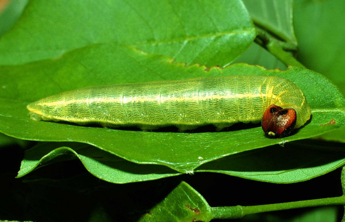 Figura 4. <i>Polygonus arizonensis</i> (Hesperiidae) último estadio, posición frontal, Sector Santa Rosa, Cafetal. Voucher 01-SRNP-14667-DHJ62053.jpg.