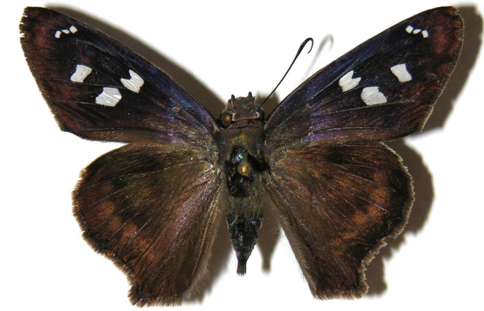Figura 16. Adulto macho de <i>Polygonus arizonensis</i> (Hesperiidae) vista dorsal. Voucher 05-SRNP-1445-DHJ309042.jpg.