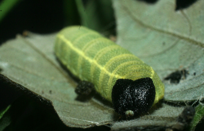 Figura 3. <i>Polygonus arizonensis</i> (Hesperiidae) último estadio, posición frontal, Sector Santa Rosa, Area administrativa. Voucher 09-SRNP-14225-DHJ454868.jpg.