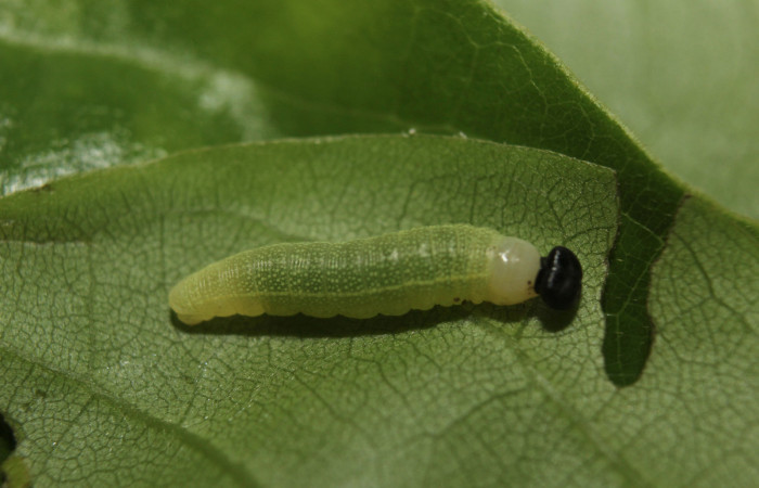 Figura 2. <i>Polygonus arizonensis</i> (Hesperiidae) tercer estadio, posición dorsal. Estación Quica, Medrano. Voucher 14-SRNP-71297-DHJ723445.jpg.