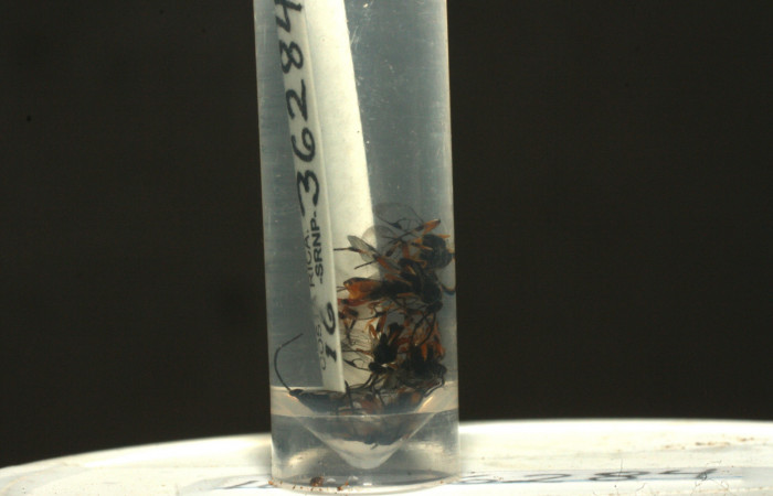 Figura 11. Avispas (Braconidae) <i>Hypomicrogaster rugosus</i> parásitos de <i>Polygonus arizonensis</i> (Hesperiidae). Voucher 16-SRNP-36284-DHJ709925.jpg.
