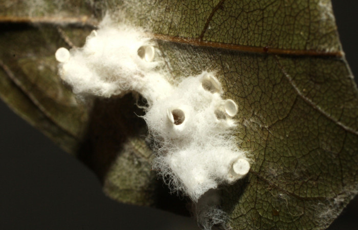 Figura 10. (Braconidae) <i>Hypomicrogaster rugosus</i> parásitos de <i>Polygonus arizonensis</i> (Hesperiidae). Ya eclosionados. Voucher 16-SRNP-36286-DHJ709931.jpg.