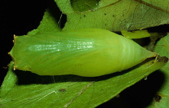 Figura 12. Pupa de <i>Polygonus arizonensis</i> (Hesperiidae) posición ventral. Sector Santa Rosa, Sendero Natural. Voucher 92-SRNP-3581-DHJ16104.jpg.