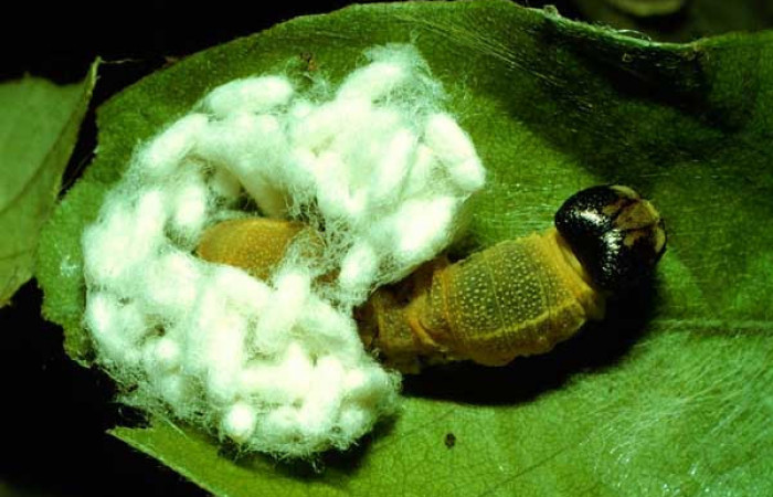 Figura 9. <i>Apanteles federicomatarritai</i> (Braconidae) parásitos de <i>Polygonus arizonensis</i> (Hesperiidae). Voucher 92-SRNP-3628-DHJ16192.jpg.
