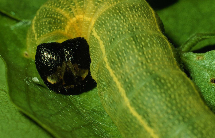 Figura 6. <i>Polygonus arizonensis</i> (Hesperiidae) último estadio, posición frontal, Sector Santa Rosa, Cuesta Canyon Tigre. Voucher 94-SRNP-9649-DHJ26393.jpg.  