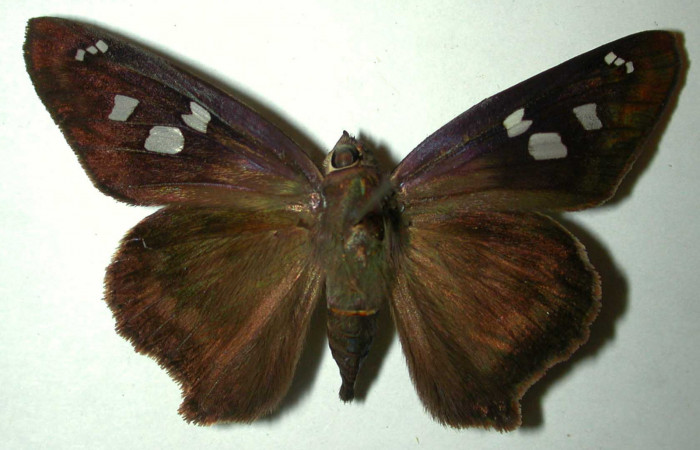 Figura 14. Adulto hembra de <i>Polygonus arizonensis</i> (Hesperiidae) vista dorsal. Voucher 97-SRNP-3102-DHJ31992.jpg.