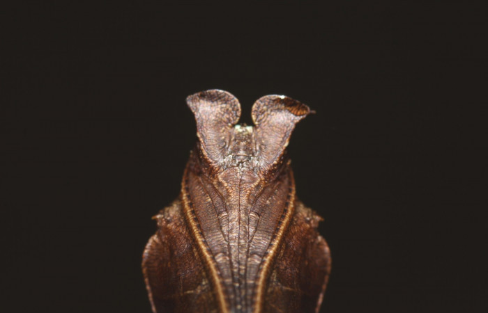 Fig.10  Pupa <i> Adelpha sophax</i> mostrando parte ventral.  Voucher: 17-SRNP-32417-DHJ740875.jpg