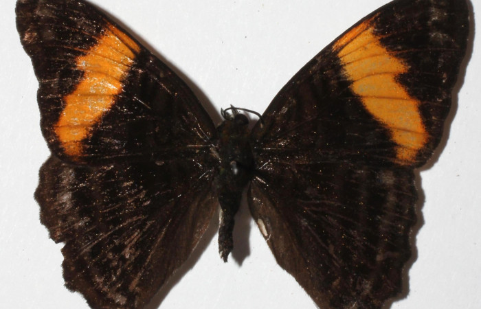 Fig. 11  Adulto <i> Adelpha sophax</i> dorsal.  Voucher: 11 17-SRNP-32416-DHJ938440.jpg