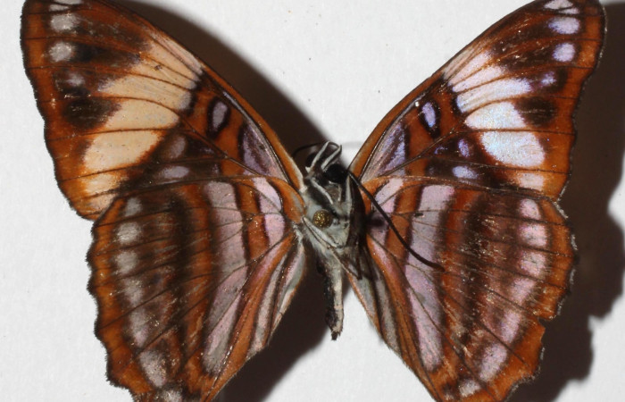 Fig. 12  Adulto <i> Adelpha sophax</i> ventral.  Voucher: 11 17-SRNP-32416-DHJ938441.jpg