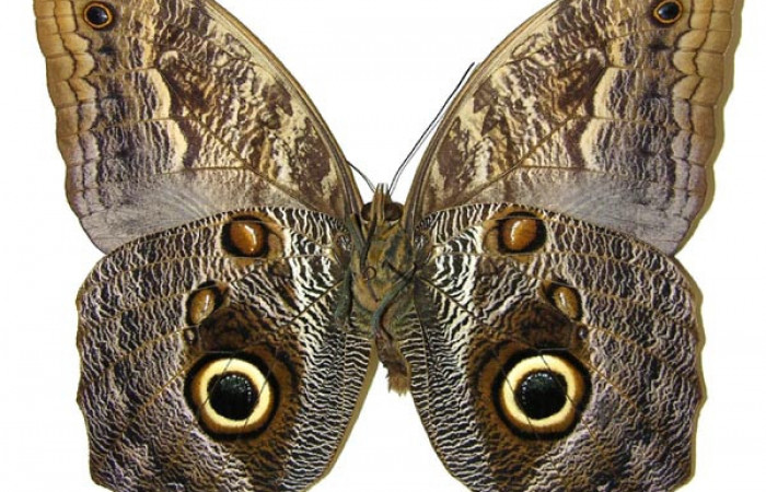 Fig. 1 Adulto macho <i>Caligo telamonius</i> (Nymphalidae), vista ventral mide 125mm. Puente Gongora, Sector Cacao 540m. 02-SRNP-23601-DHJ308323.