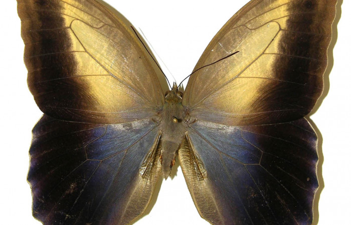 Fig. 2 Adulto macho <i>Caligo telamonius</i> (Nymphalidae), vista ventral mide 125mm. Puente Gongora, Sector Cacao 540m. 02-SRNP-23601-DHJ308322.