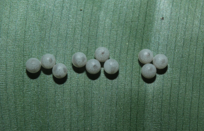 Fig. 3 Huevos <i>Caligo telamonius</i> (Nymphalidae), mide 2mm. Quebradona, Sector Pitilla 475.16-SRNP-71152-DHJ733192.