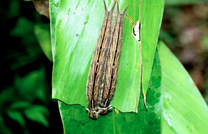 Fig. 4 Lavas <i>Caligo telamonius</i> (Nymphalidae), mide 70mm. Los Almendros, Sector El Hacha 290m.12-SRNP-21113-DHJ493281.