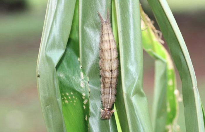 Fig. 5 Prepupa <i>Caligo telamonius</i> (Nymphalidae), mide 68mm. Los Almendros, Sector El Hacha 290m. 12-SRNP-21113-DHJ493282.