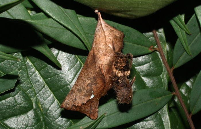 Fig. 6 Pupa <i>Caligo telamonius</i>    (Nymphalidae), Los Almendros, Sector El Hacha 290m.12-SRNP-21113-DHJ493283.