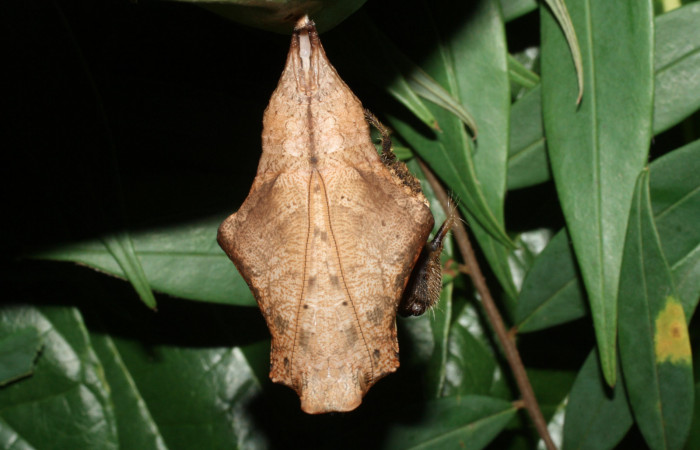 Fig. 7 Pupa <i>Caligo telamonius</i> (Nymphalidae), Los Almendros, Sector El Hacha 290m.12-SRNP-21113-DHJ493284.