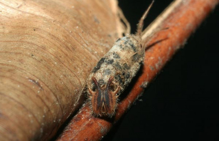 Fig. 8 Capullo de (Ichnemonidae) salió de larva <i>Caligo telamonius</i> (Nymphalidae).Estacion La Perla, Sector Mundo Nuevo. 08-SRNP-20540-DHJ462251.
