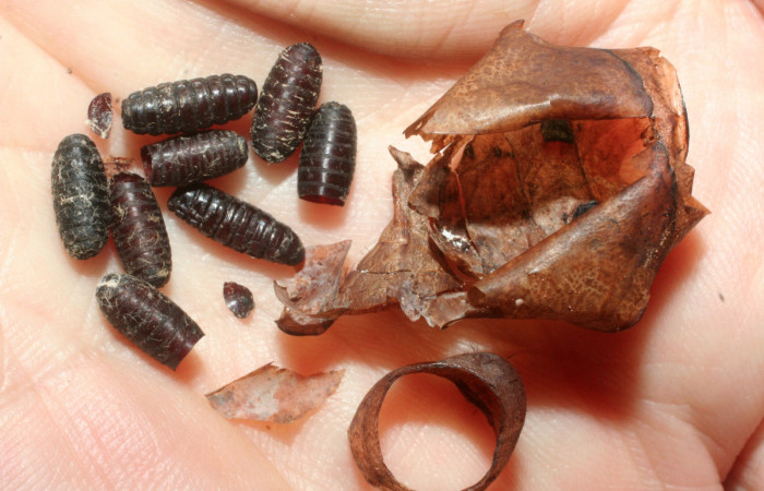 ,Fig. 9 Puparias de (Tachiniidae) salió de pupa <i>Caligo telamonius</i> (Nymphalidae).Estacion La Perla, Sector Mundo Nuevo. 07-SRNP-57110-DHJ461975.