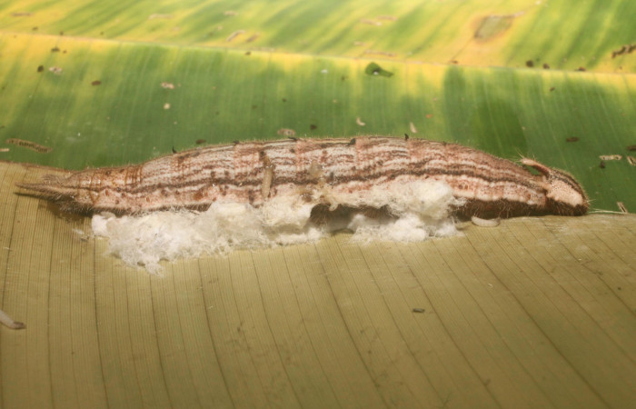 Fig. 10 Capullo de (Braconidae) salió de larva <i>Caligo telemoius</i> (Nymphalidae), Los Almendros, Sector El Hacha 290m.12-SRNP-21113-DHJ493284.