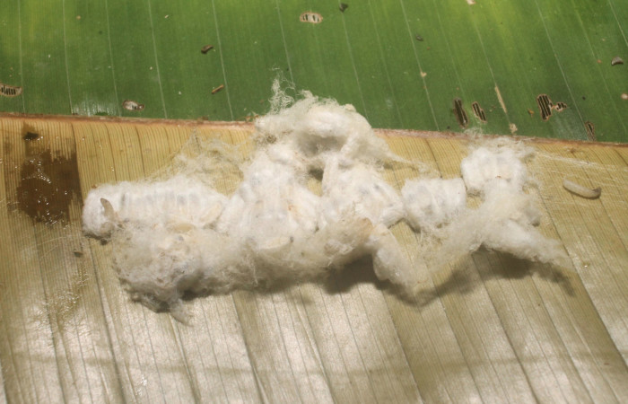 ,Fig. 11 Capullo de (Braconidae) salió de larva <i>Caligo telamonius</i> (Nymphalidae). quebrada Banbu, Sector Rincon Rain forest. 15-SRNP-75134-DHJ716199.jpg