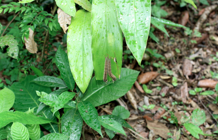 Fig. 12 Planta <i>Renealmia aromatica</i> (Zingiberaceae) hospedero de larva <i>Caligo telamonius</i> (Nymphalidae), Los Almendros, Sector El Hacha 290m.