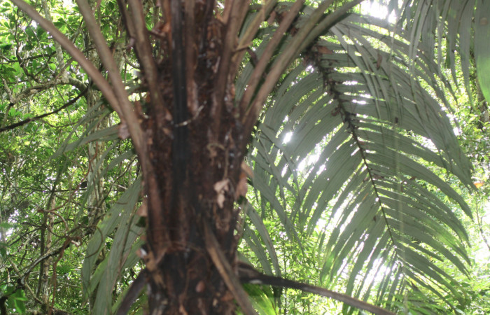 Fig 11. Planta de (Arecaceae) <i>Astrocaryum alatum</i> Del Oro Tangelo Ago 24 2015.