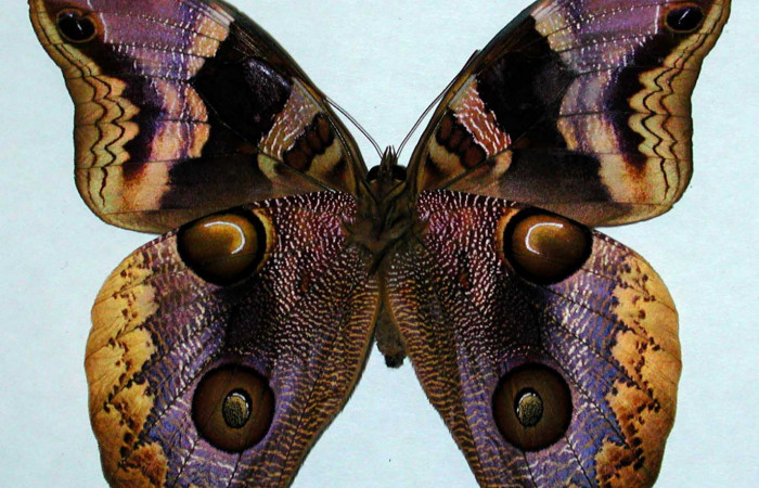  Fig. 2 Vista ventral hembra <i>Catoblepia championi</i> (Nymphalidae), mide 98mm. Rio Blanco Abajo, Sector San Cristobal 500m. 00-SRNP-11634-DHJ35195.