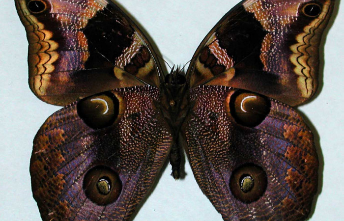  Fig 4. Vista ventral macho <i>Catoblepia championi</i> (Nymphalidae) mide 98mm Rio Blanco Abajo Sector San Cristobal 500m. 01-SRNP-3460-DHJ35197.