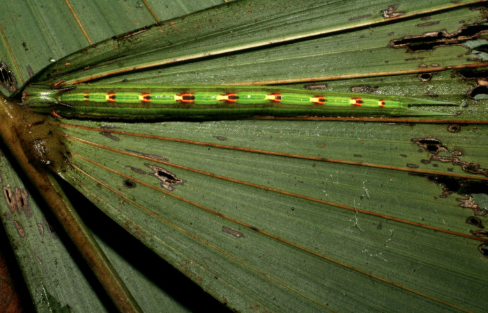  Fig 5. Larva dorsal entera de [<i>Catoblepia championi</i> (Nymphalidae), 92mm Sendero Cuestona, Sector Pitilla 540m. (09-SRNP-32331-DHJ461554.