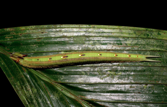 Fig 6. Larva dorsal entera de <i>Catoblepia championi</i> (Nymphalidae) 62mm Finca Aurita  Sector Rincon Rain Forest 640m. 07-SRNP-32417-DHJ421526.    