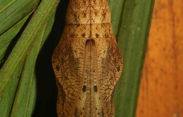 Fig 9. Pupa Vista dorsal entera <i>Catoblepia championi</i> (Nymphalidae), mide 40mm Rio Blanco Abajo Sector San Cristobal 500m. 00-SRNP-11634-DHJ54504.