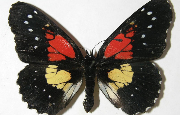 Fig. 1. Adulto vista ventral hembra de <i>Chlosyne gaudialis</i> (Nymphalidae) mide 51 mm. Rio Blanco Abajo, Sector San Cristobal, 500 m. 08-SRNP-2666-DHJ394913.