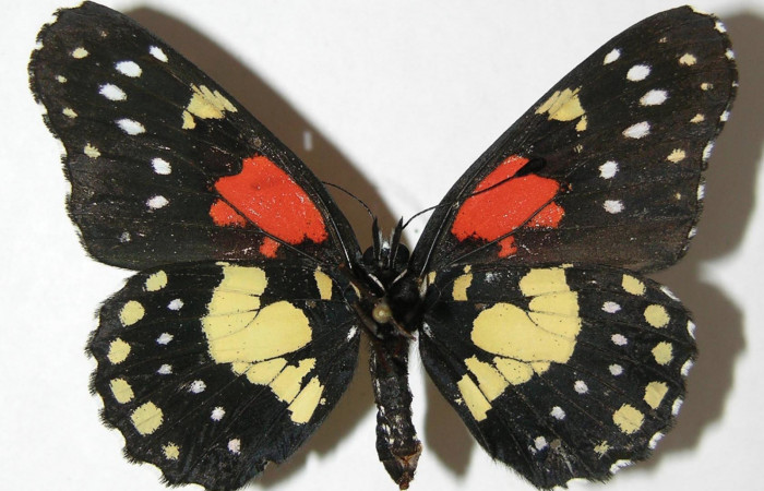  Fig. 2. Adulto vista dorsal de la hembra de <i>Chlosyne gaudialis</i> (Nymphalidae) mide 51 mm. Rio Blanco Abajo, Sector San Cristobal, 500 m. 08-SRNP-2666-DHJ394912.