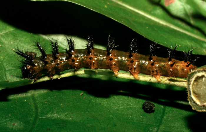 Fig. 3. Larva de <i>Chlosyne gaudialis</i> (Nymphalidae) mide 28  mm. Rio Blanco Abajo, Sector San Cristobal, 500 m. 08-SRNP-32360-DHJ446030.