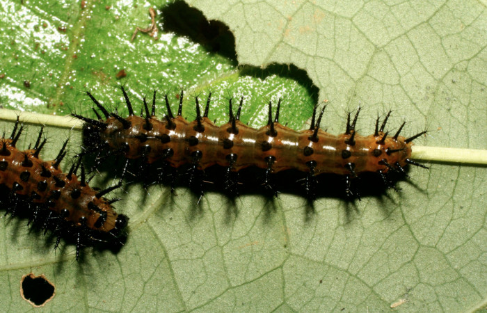 Fig. 4. Larva de <i>Chlosyne gaudialis</i> (Nymphalidae) mide 28 mm. Rio Blanco Abajo, Sector San Cristobal, 500 m. 08-SRNP-2666-DHJ394913.