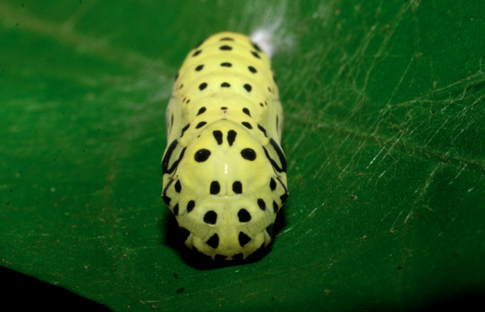 5. Pupa de <i>Chlosyne gaudialis</i>(Nymphalidae) mide 17 mm. Moga, Brasilia, 320 m. 08-SRNP-65483-DHJ443120.