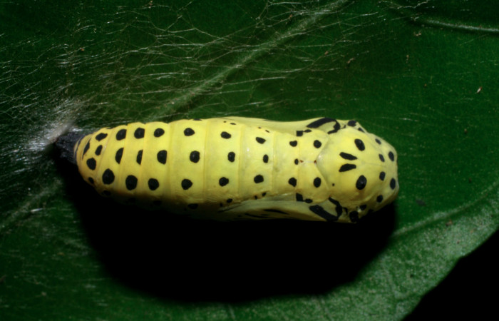 Fig. 6. Pupa de <i>Chlosyne gaudialis</i> (Nymphalidae) mide 17 mm. Moga, Brasilia, 320 m. 08-SRNP-65483-DHJ443121.