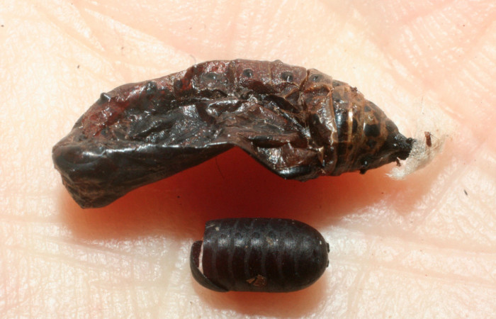 Fig. 7. Muda de Pupa de <i>Chlosyne gaudialis</i> (Nymphalidae) con puparium ya salió (Tachinidae) Colocho, Sertor Pitilla 375 m. 08-SRNP-32337-DHJ462423.