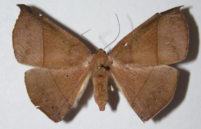 Fig.1. Hembra de <i>Herbita medama</i> en posición dorsal. Voucher : 05-SRNP-41200-DHJ326032.