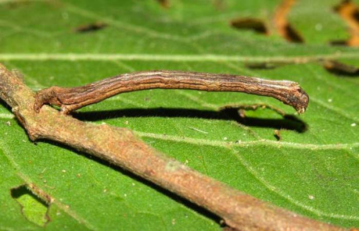 Fig.11. Larva de <i>Herbita medama</i>. Voucher : 13-SRNP-30642-DHJ700783.jpg.